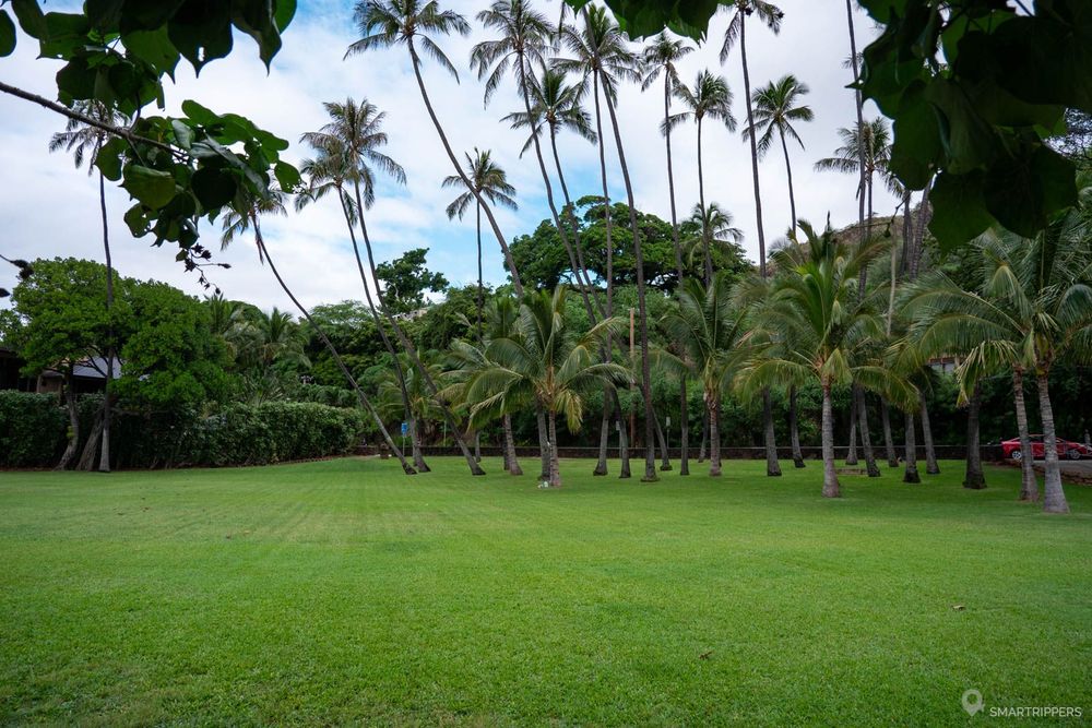La pelouse et les palmiers du parc