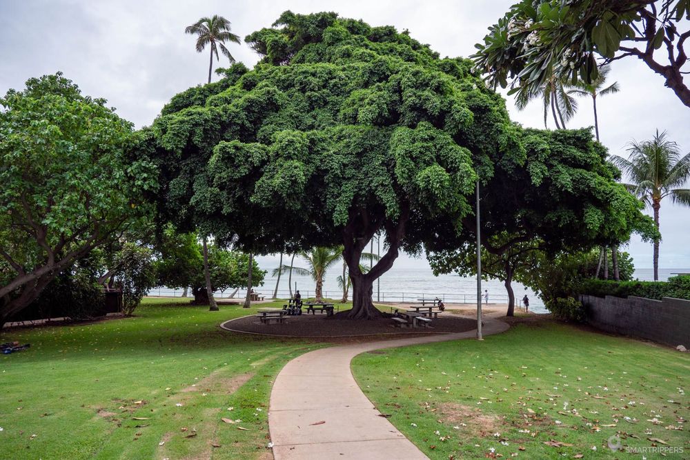 Les espaces verts sont dominés par un bel arbre
