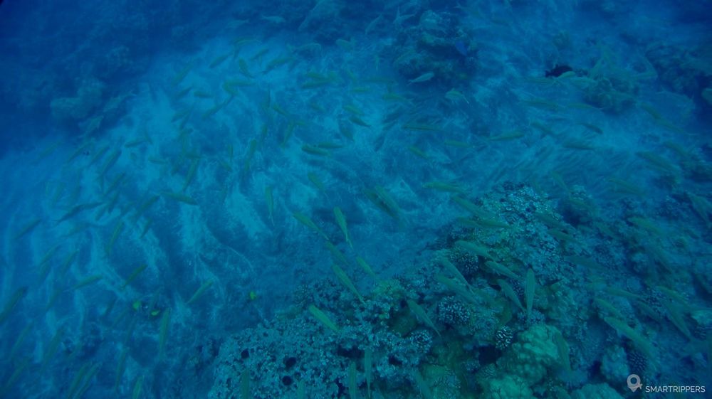 Des centaines de poissons chat nous attendaient sous l'eau!