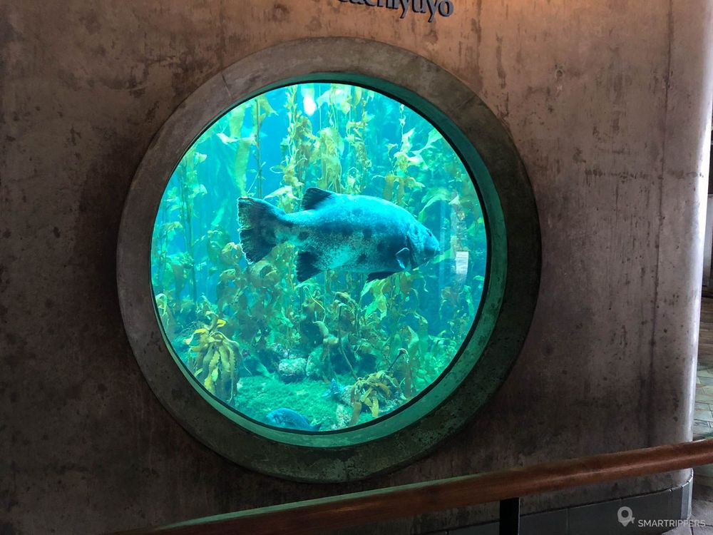 Poisson devant une vitre d'aquarium