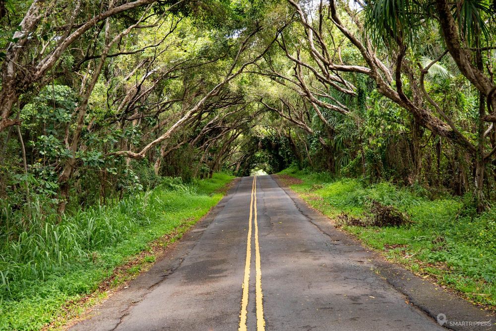 Ici les arbres forment un tunnel végétal.