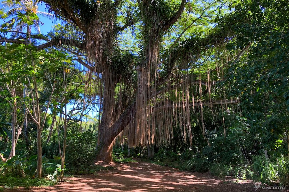 Le bel arbre sur le chemin de la baie.