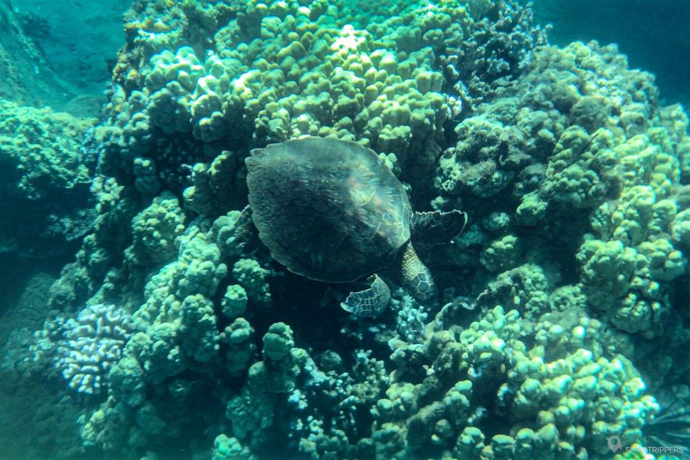 Tortue près d'une patate de corail au loin sur la droite de la baie.