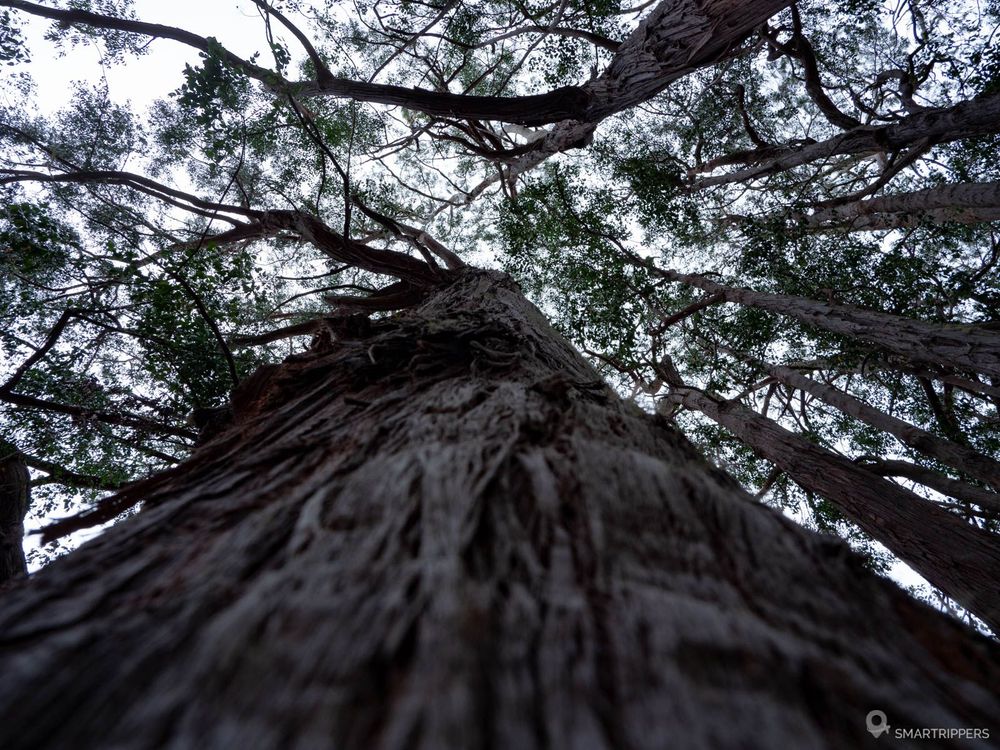 C'est étrange de trouver une forêt ici!