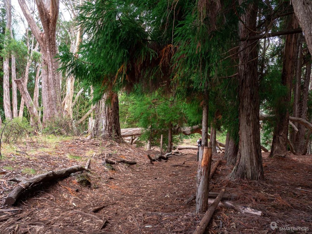 Eucalyptus et sapins à Hosmer Grove