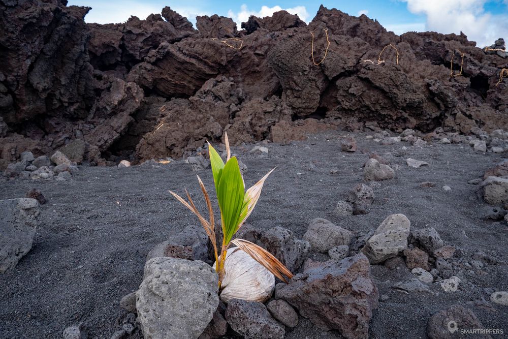 Noix de coco plantée au pied de la coulée sacrée.