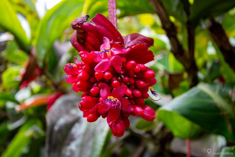 Fleur en grappe au Hawaii Tropical Bioreserve & Garden de Big Island