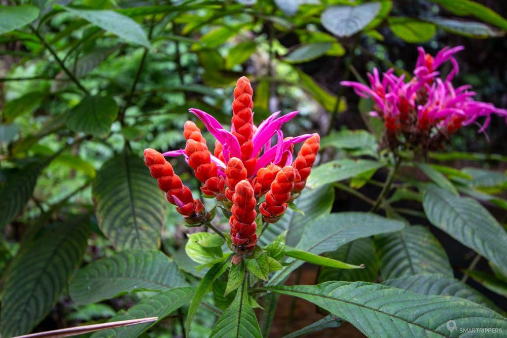 Une autre fleur exotique étonnante.