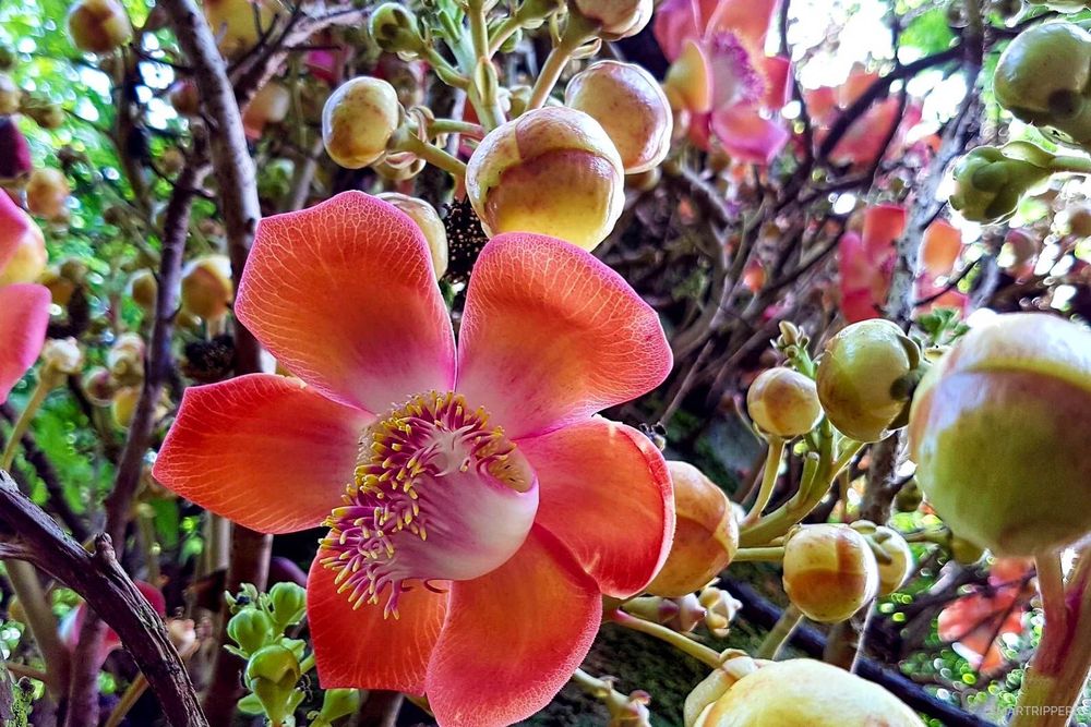 Un arbre recouvert d'orchidées!
