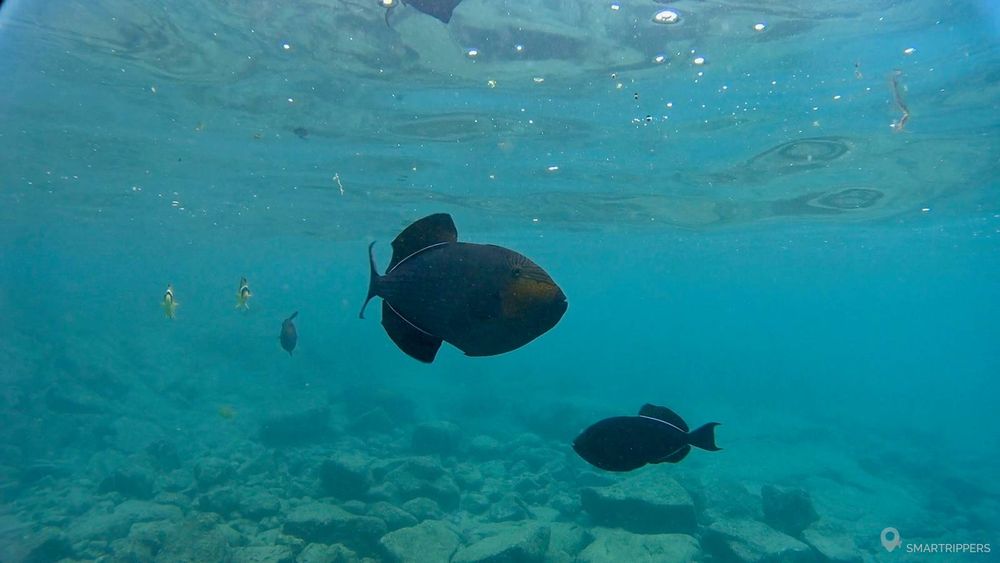 Poissons en balade à Kahaluu beach en 2017 quand ils étaient peu nombreux.