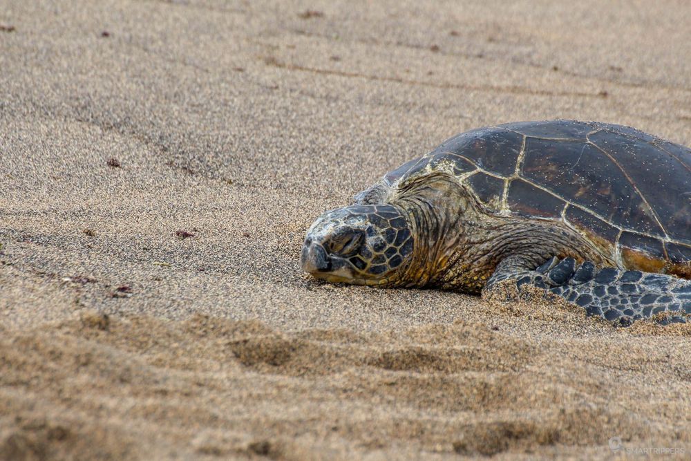 Tortue sur le sable au Kaloko-Honokōhau National Historical Park