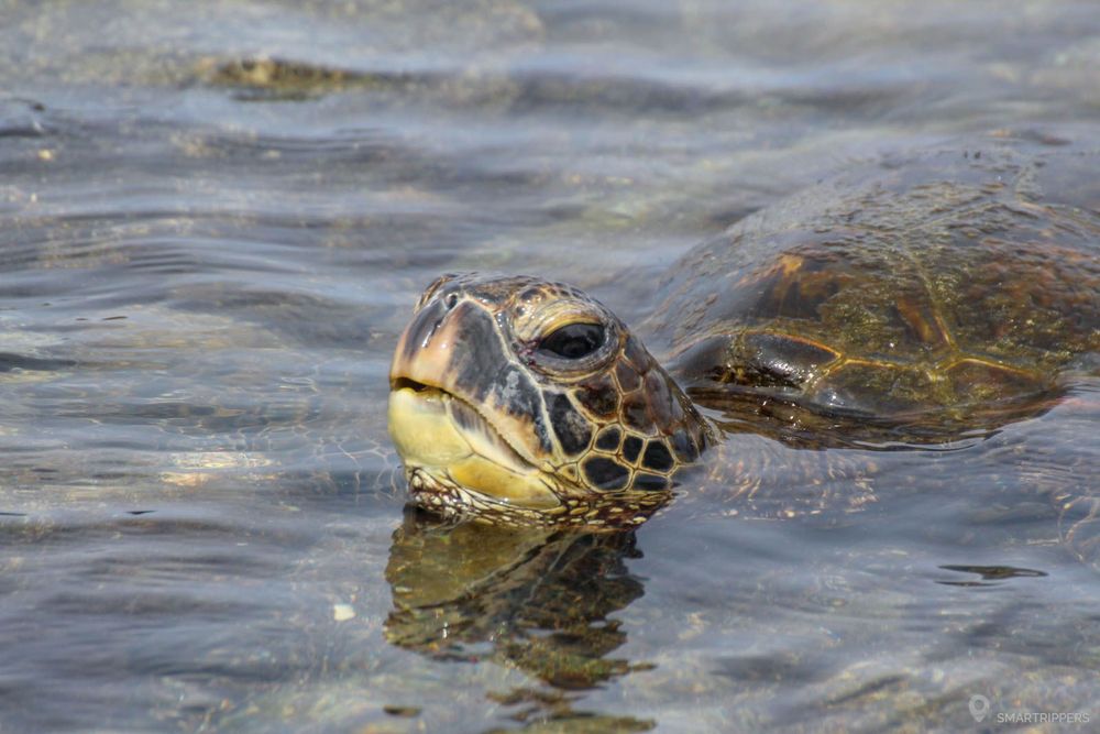 Tortue au Kaloko-Honokōhau National Historical Park