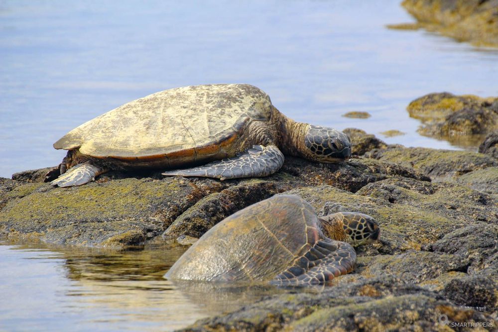 Tortues au Kaloko-Honokōhau National Historical Park