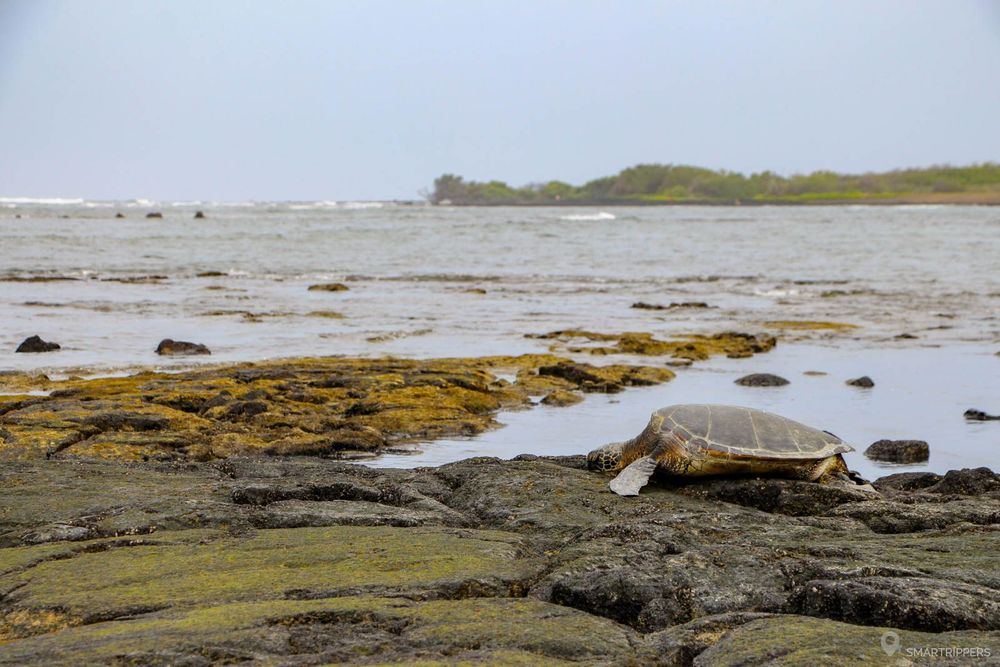 Tortue au Kaloko-Honokōhau National Historical Park