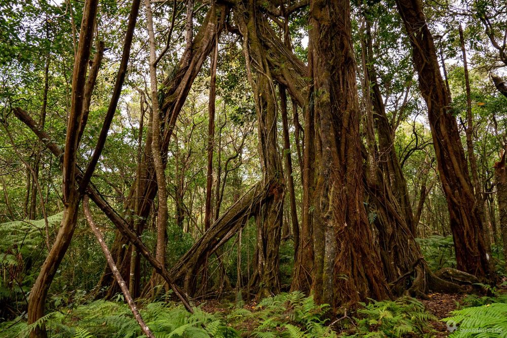 Les arbres à la fin de la boucle.