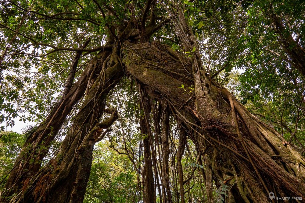 Une autre vue des arbres.