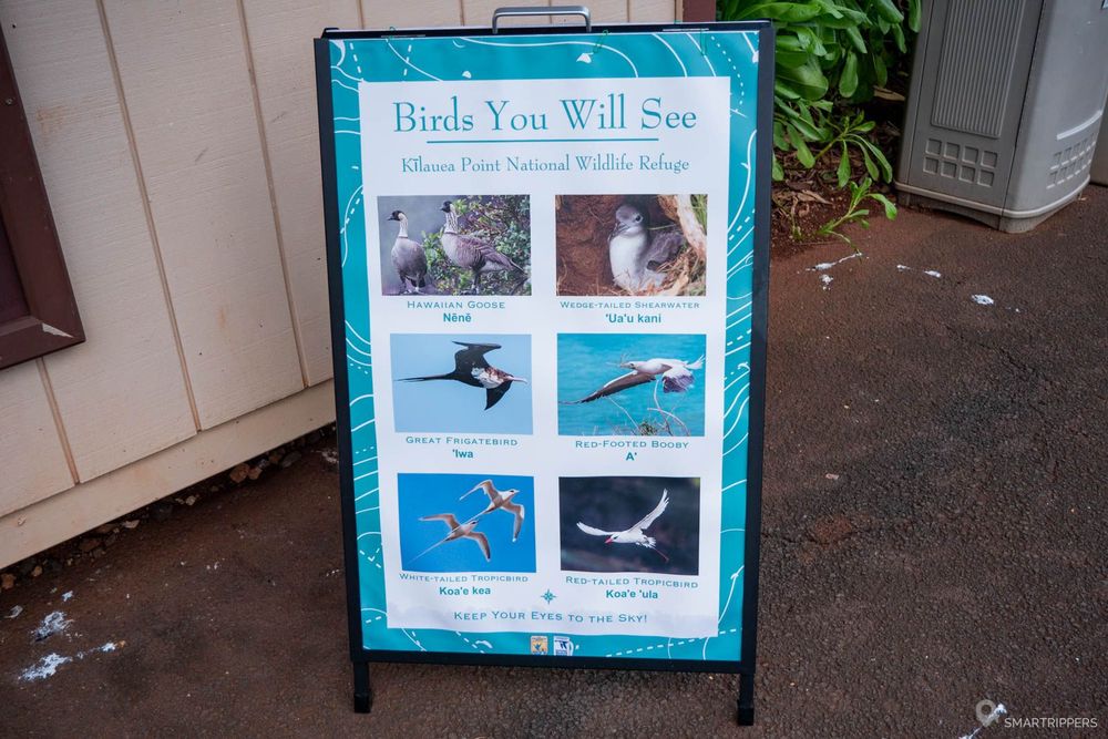Les oiseaux que l'on peut observer sur place.