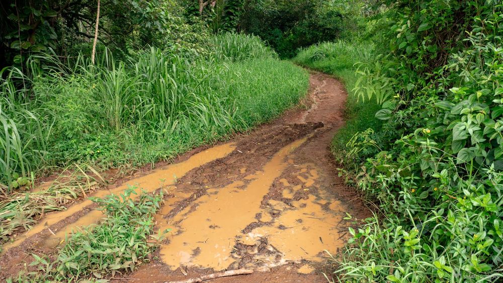 First metres and already mud on the Kuilau Ridge Trail!