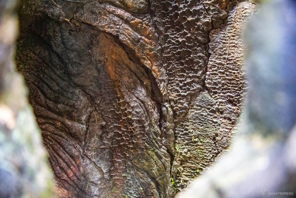 La lave a parfaitement épousé l'écorce de cet arbre!