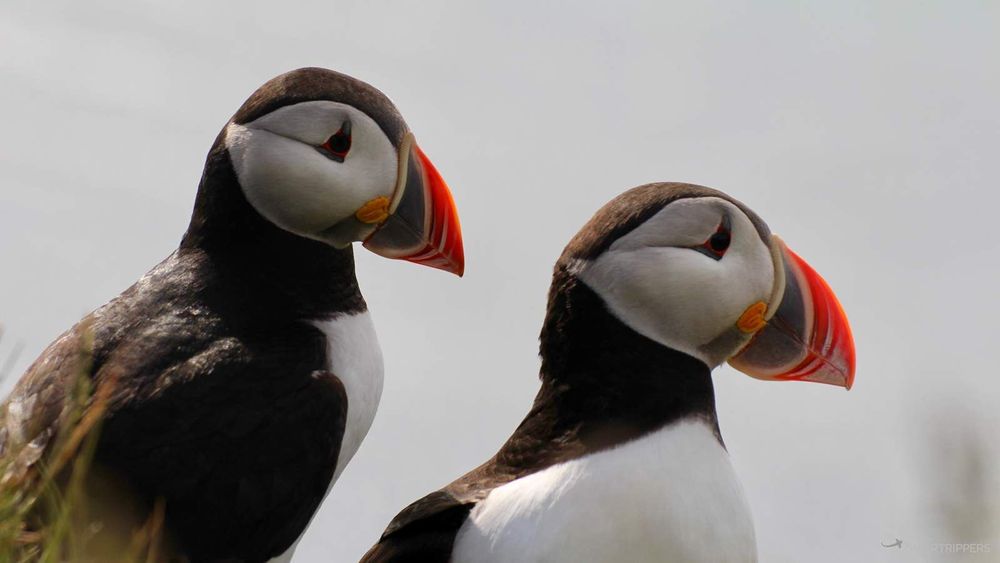 Un couple de macareux au bord des falaises.
