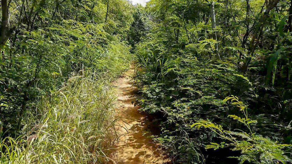 Le sentier se fraye un chemin au travers de la végétation.