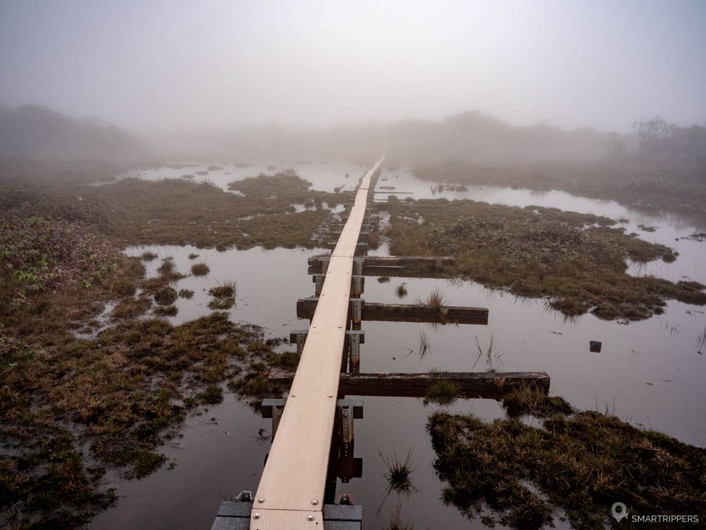 Passerelles sur le marécage vers la fin du Swamp Trail