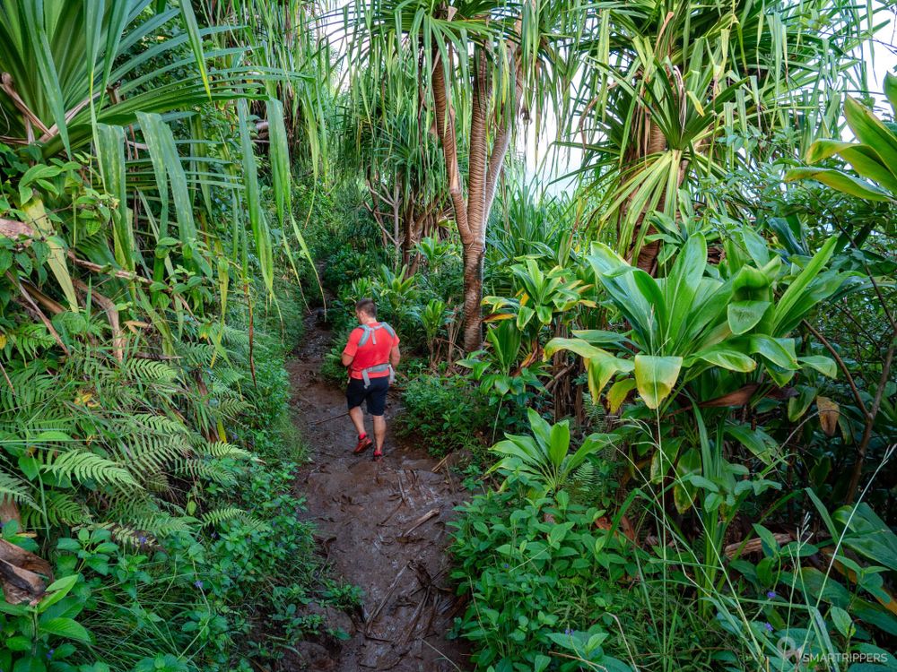 Nature luxuriante sur le Kalalau Trail