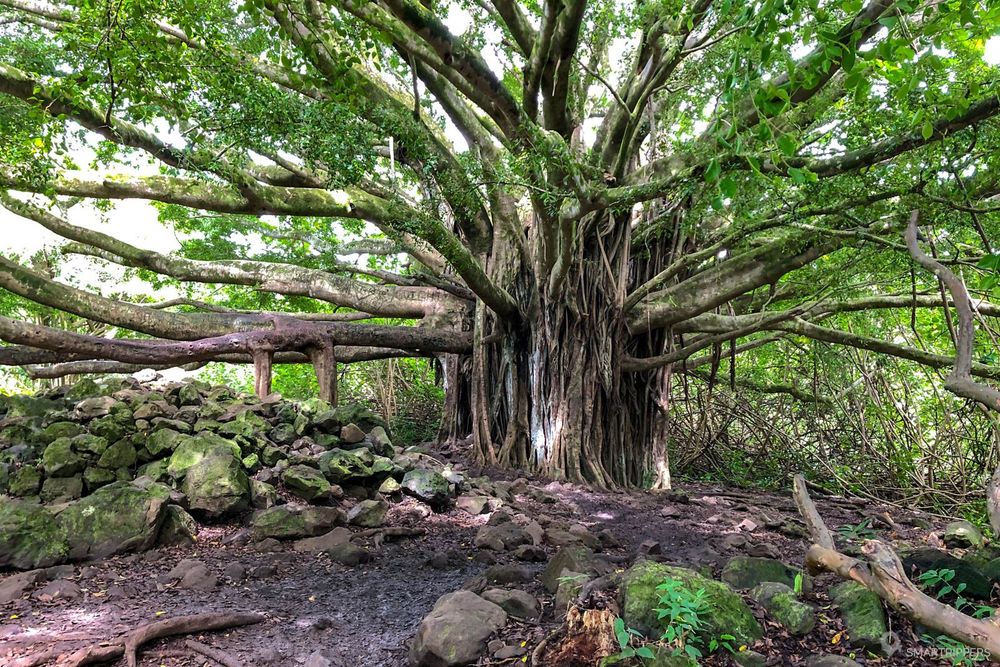 L'impressionnant banyan tree et ses multiples branches-racines.