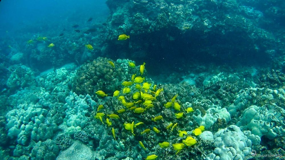 Les poisons tropicaux sont très facilement visibles près de la plage. Ici, en snorkeling à Big Island.