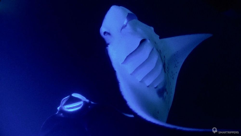 Deux raies Manta. Leur observation est très facile près de Kona sur Big Island.