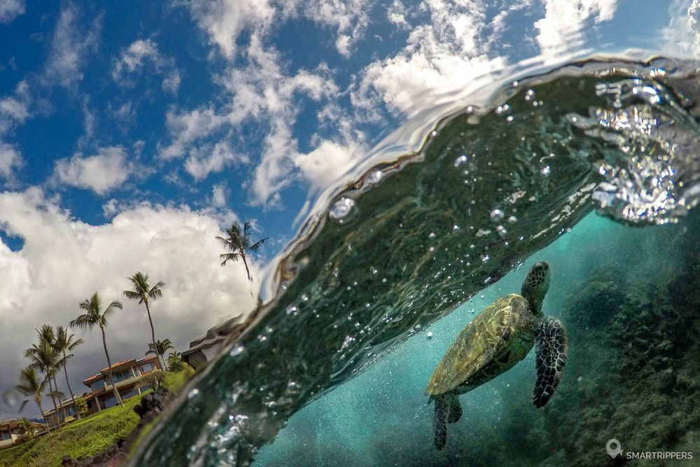 Rencontre insolite avec une tortue à 5 Graves.