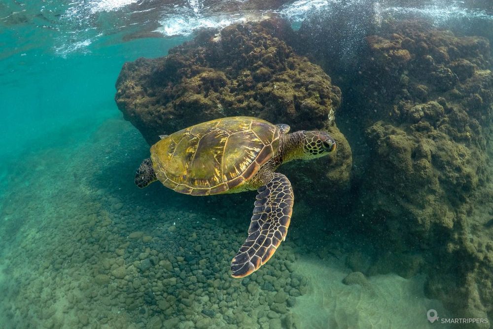 Une charmante tortue près des rochers de Chang's Beach.