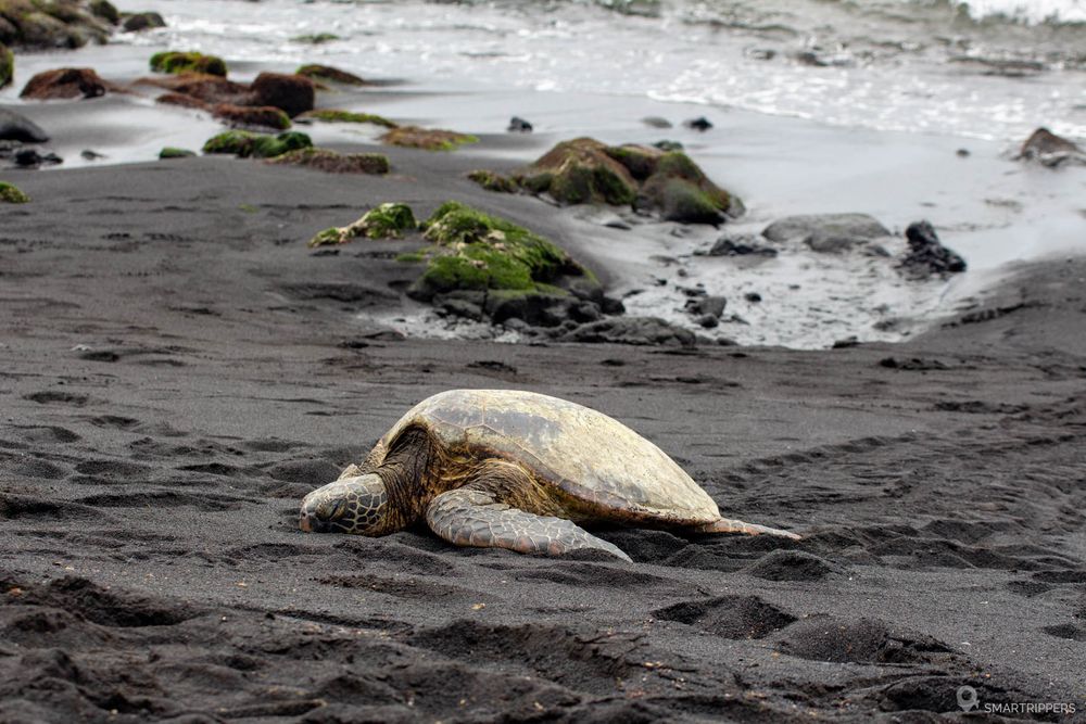 Une tortue qui se repose.