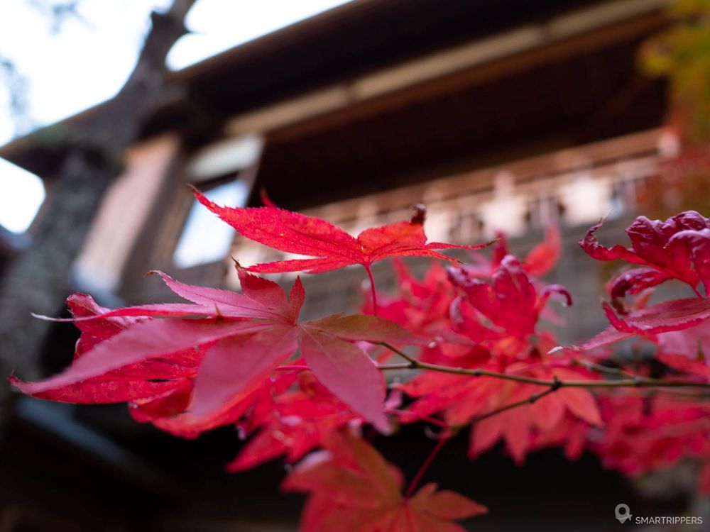 Momiji in front of the Saitou Villa