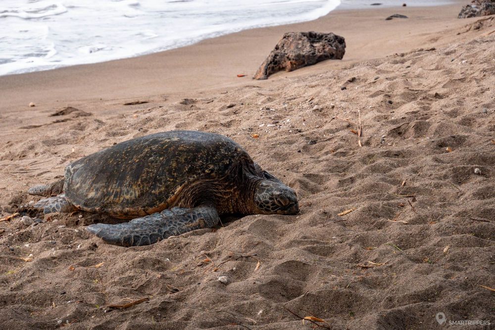 Une tortue sur le sable de la petite plage.