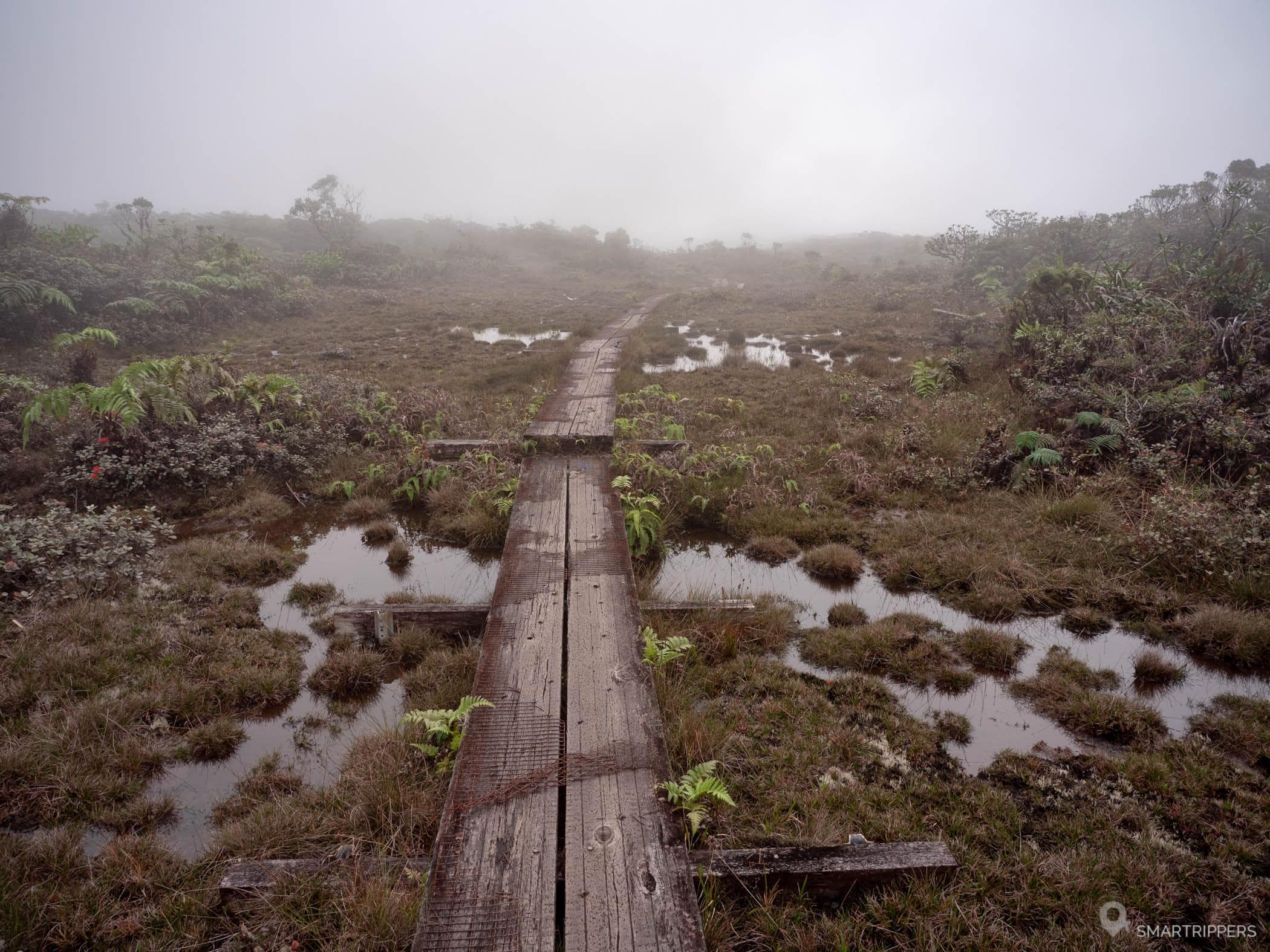 Alakai Swamp Trail: hiking to one of the wettest areas in the world 