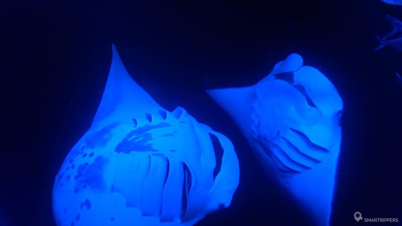 Manta rays snorkel or dive